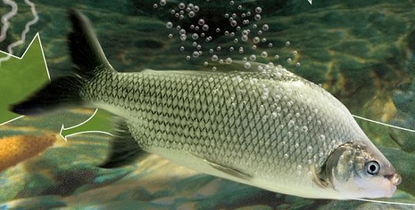 Piracema tem início com proibição de pesca no rio Quebranzol e afluentes