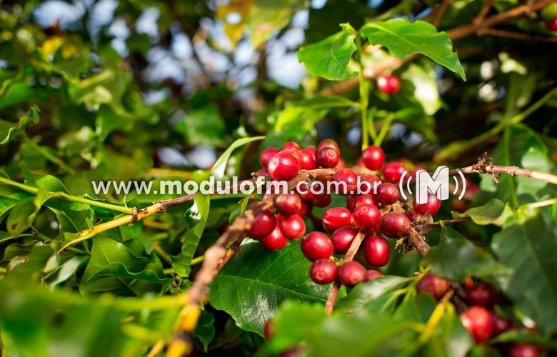 INDICADORES: Preço do café arábica ultrapassa R$ 500 nessa quinta (27)
