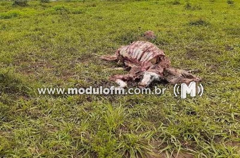 Ladrão mata vaca e rouba a carne na zona rural de Patrocínio