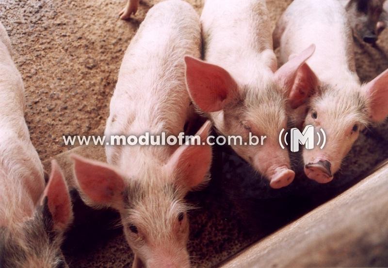 Senecavírus A em granjas de suínos aumenta vigilância a suspeitas de doenças vesiculares