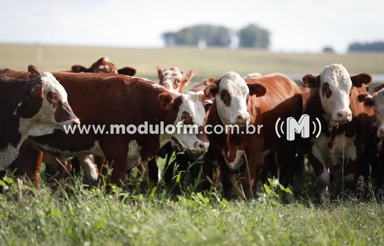 INDICADORES: Preço do boi gordo em queda nessa quarta (04)