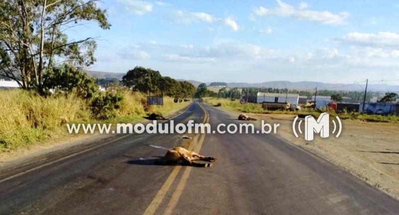 Cavalos são encontrados mortos às margens da MG-230 em Patrocínio