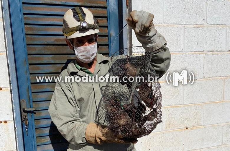 IMA alerta produtores e sociedade sobre riscos da raiva animal