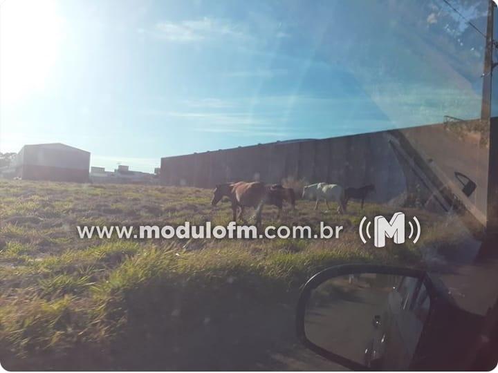 Secretaria de Obras passa a recolher animais soltos nas ruas