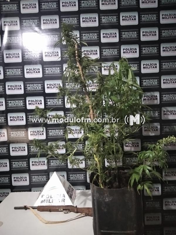 Pé de maconha e arma são apreendidos e foragido...