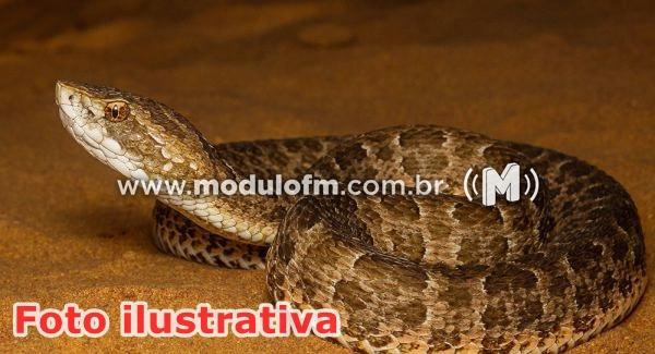Aumenta número de cobras encontradas em residências de Patrocínio