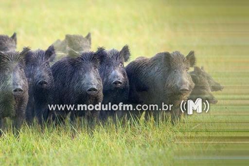 PM de Meio Ambiente orienta sobre as regras de manejo ao Javali