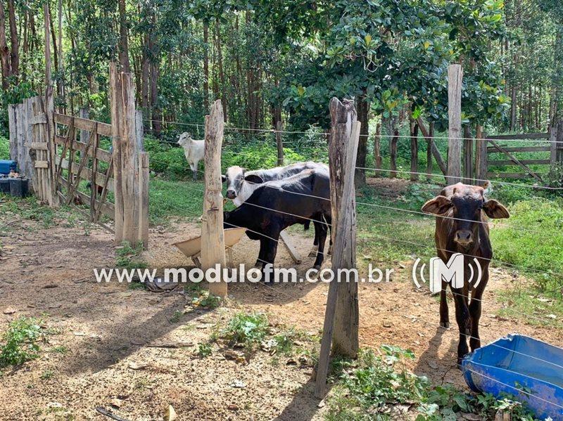 Ex-funcionário de fazenda é preso por furtar 4 cabeças de gado em Abadia dos Dourados