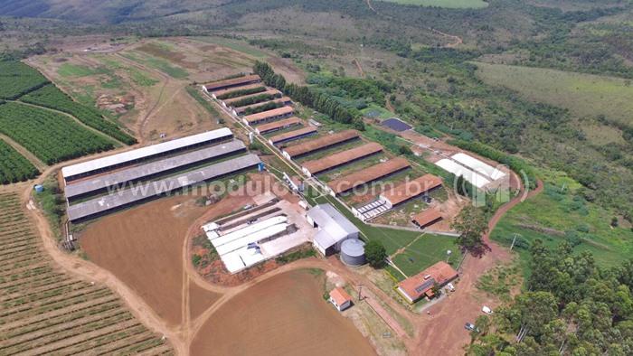 Granja de suínos de Patrocínio é a melhor em eficiência na América Latina