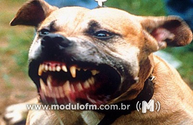 Cão é capturado pelos bombeiros após tentar atacar família...