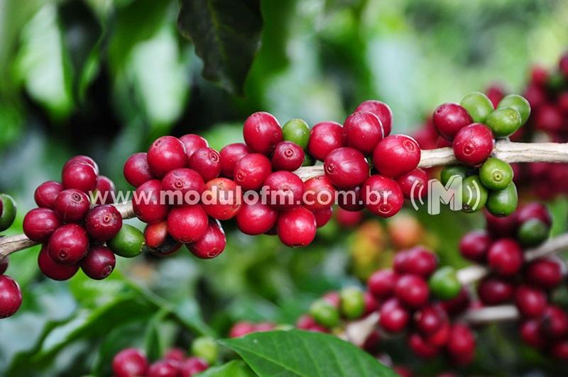 Classificados do Concurso Estadual de Qualidade dos Cafés de Minas Gerais são divulgados