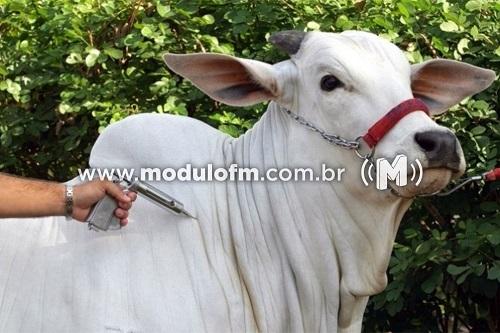 Segunda etapa de vacinação contra a febre aftosa acontece em todo o estado de Minas Gerais do dia 1º ao dia 30 de novembro