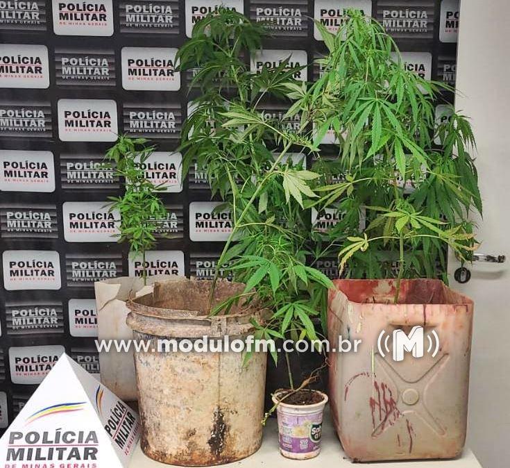 PM encontra plantação de maconha em residência e prende homem no bairro Serra Negra