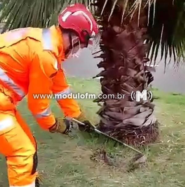 Veja o vídeo: Jiboia de 2 metros é capturada em via pública de Patrocínio