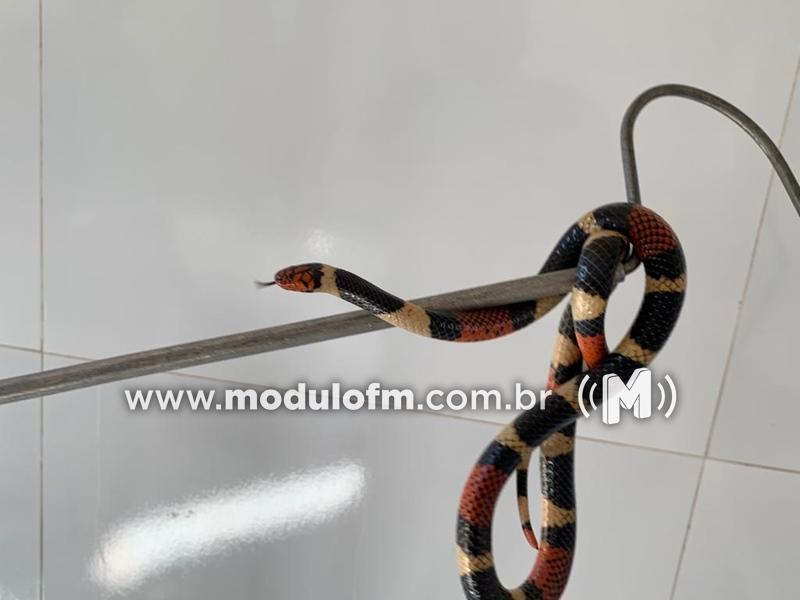 Cobra Coral é encontrada dentro de residência no bairro Boa Esperança