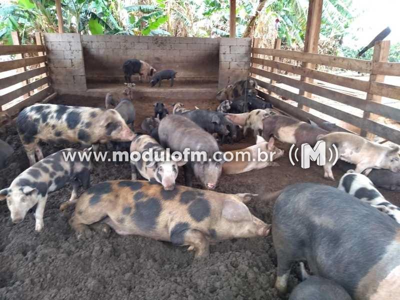 Criação de suínos em cama sobreposta diminui custos e gera renda na agricultura familiar