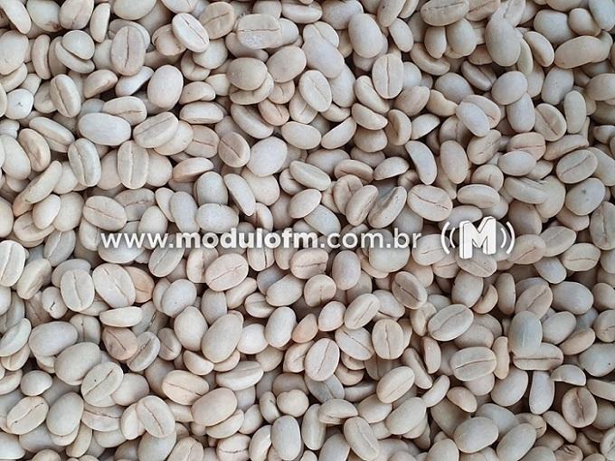 Epamig inicia venda de sementes de café para formação de mudas
