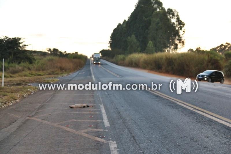 Imagem 1 do post Cão invade pista e provoca acidente na BR-365 em Patrocínio
