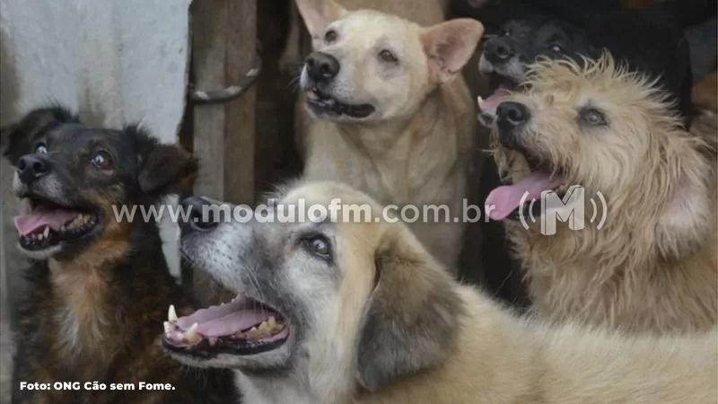 Conselho Municipal de Defesa e Proteção dos Animais realizou reunião para definir calendário da entidade