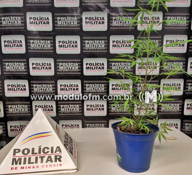 Jovem de 18 anos é preso por cultivar pés de maconha em fazenda