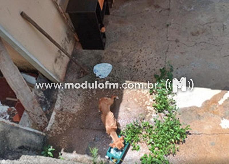 Cão em situação de maus-tratos é resgatado em Patrocínio