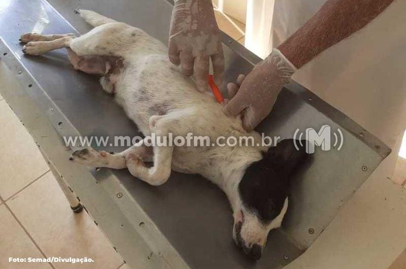 Abertas as inscrições para municípios interessados no Programa Estadual de Microchipagem de cães e gatos