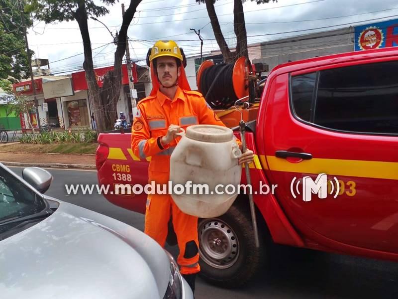 Jararaca é capturada após ser encontrada no canteiro central da Avenida Rui Barbosa em Patrocínio