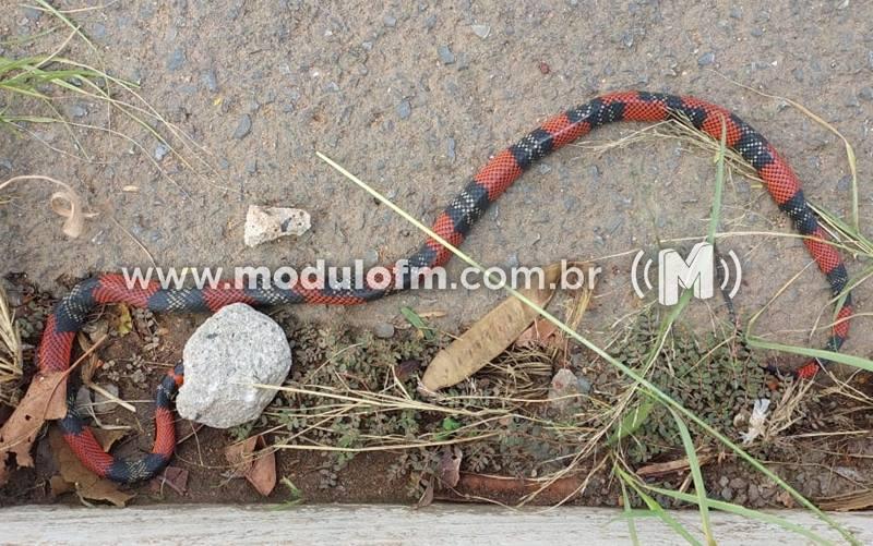 Período chuvoso aumentam os riscos de acidentes com animais peçonhentos