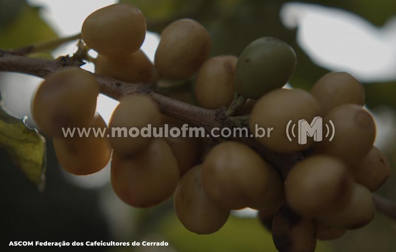 Regiões Produtoras de café do Brasil com Origem Controlada promovem Cupping na SIC