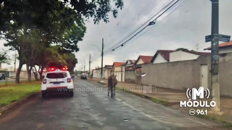 Cavalos soltos em vias públicas serão recolhidos e doados caso proprietários não se apresentem