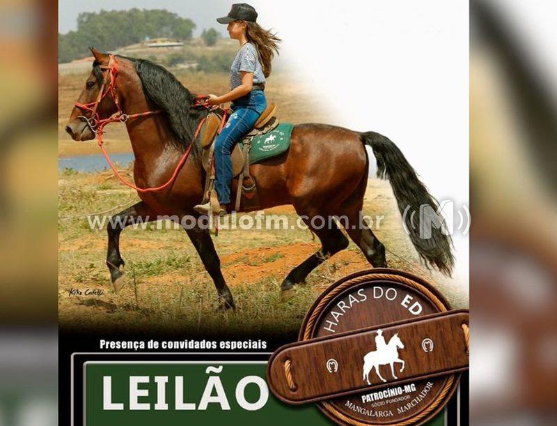 Leilão do Haras do Ed será realizado neste sábado (10) e destinará parte das vendas para instituições sociais de Patrocínio