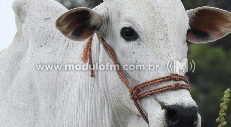 Vacinação contra febre aftosa é prorrogada até 17 de dezembro em Minas Gerais