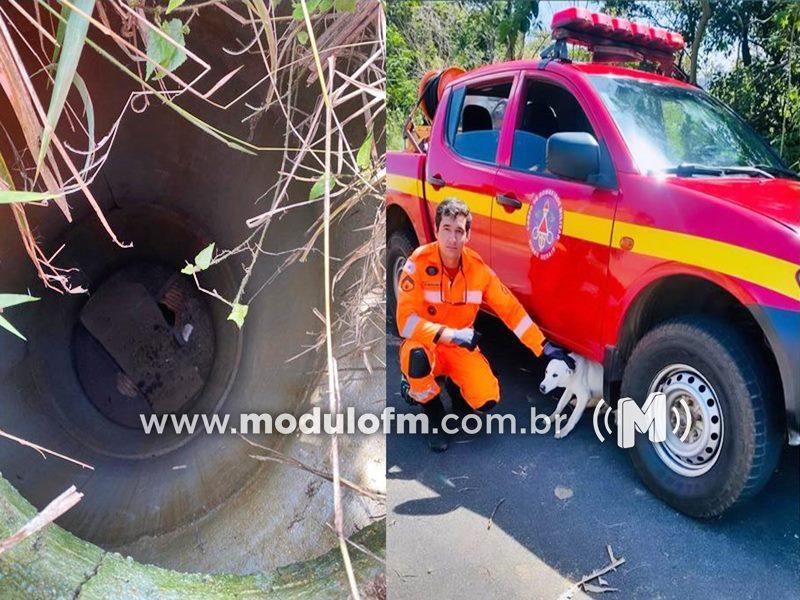 Cachorro cai em manilha aberta de 3 metros e é resgatado pelo Corpo de Bombeiros