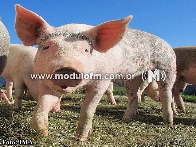 Ladrões invadem chiqueiro e furtam suíno em fazenda na zona rural de Patrocínio