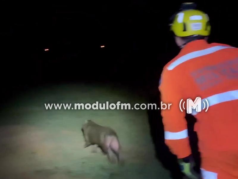 Capivara avistada nas ruas de Patrocínio é capturada pelo Corpo de Bombeiros e solta em seu habitat natural