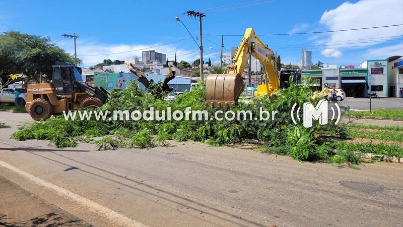 Secretário explica paralisação no corte de árvores da avenida Altino Guimarães