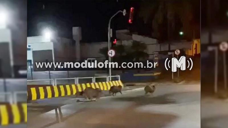 Grupo de capivaras é flagrado em avenida movimentada de Patrocínio