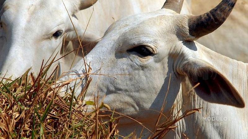 Patrocínio tem mais cabeças de gado do que número de habitantes