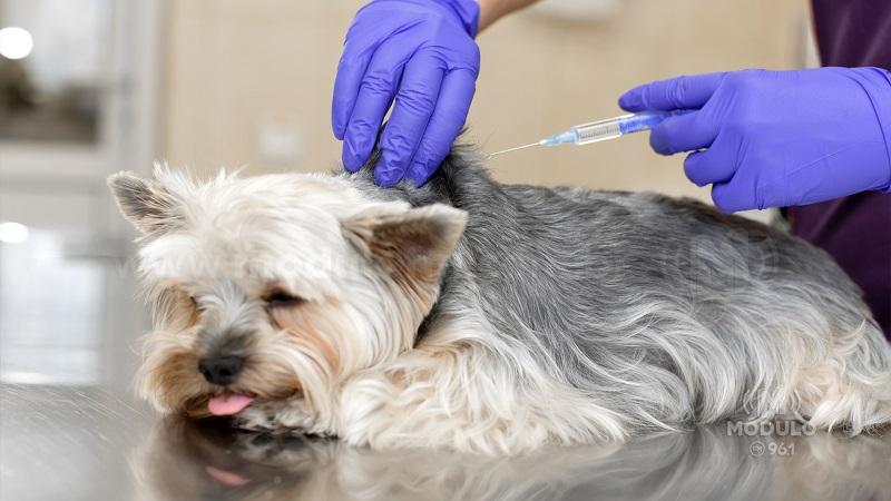 Vacinação antirrábica começa na área rural de Patrocínio