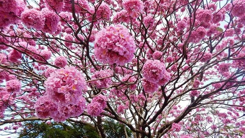 Enquete decide e prefeito anuncia plantação de ipês na avenida do Catiguá