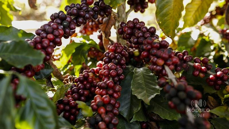 Inscrições para 11ª edição do Prêmio Região do Cerrado Mineiro vão até 8 de setembro