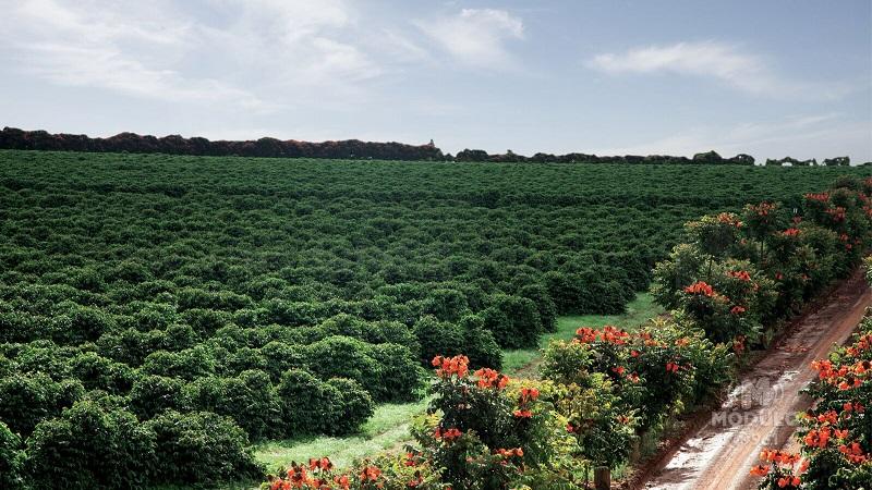 Rota Turística do Café do Cerrado Mineiro será lançada em novembro