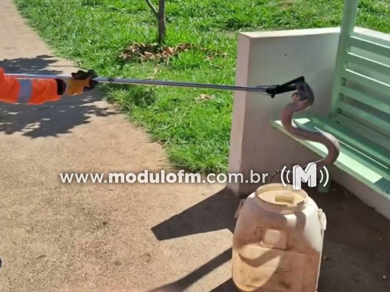 Cobra surpreende pedestres em ponto de ônibus no bairro Enéas