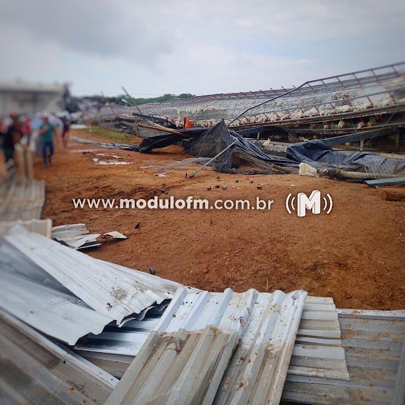 Galpão de criação de ovos de galinhas de empresa patrocinense é destruído por ventania