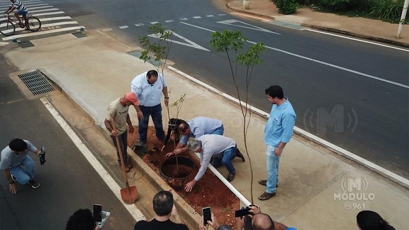 Parte dos ipês de cor amarela podem florir entre agosto e setembro de 2024 na Avenida do Catiguá