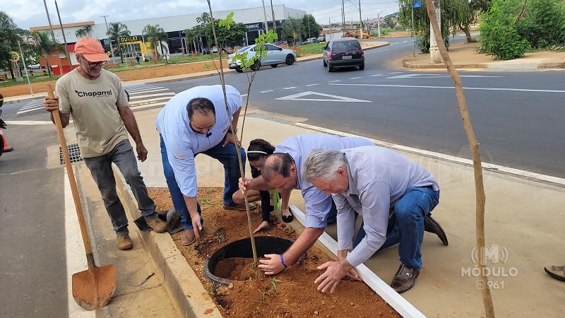 Primeiros ipês são plantados na Avenida do Catiguá