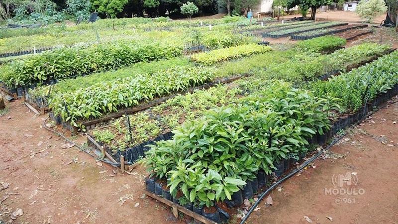 Secretaria de Agricultura realiza entrega de mudas para a população