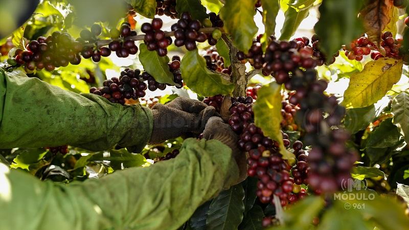 Com foco no mercado internacional, Região do Cerrado Mineiro realiza primeiro Leilão Virtual de Café
