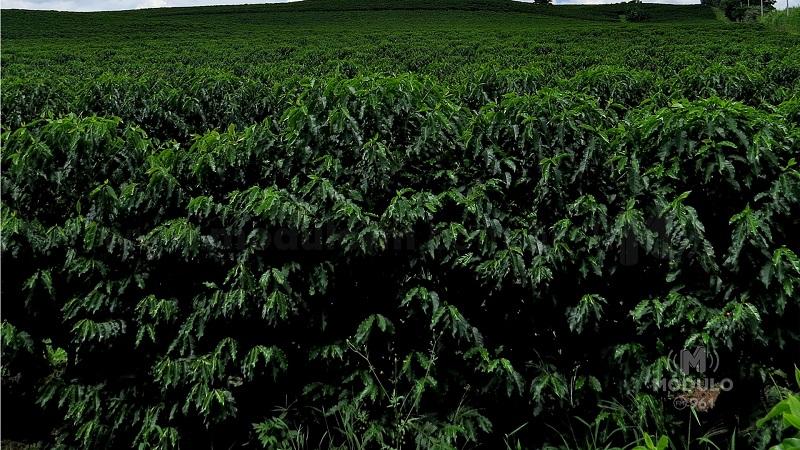 Safra brasileira de café 2023/2024 ainda é incerta, aponta CNC