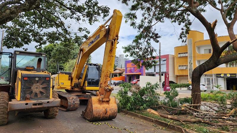 Prefeitura retoma corte de árvores na Avenida Dom José...